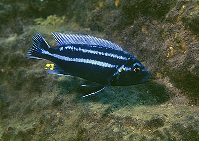 Melanochromis heterochromis 'Zimbawe Rock'
